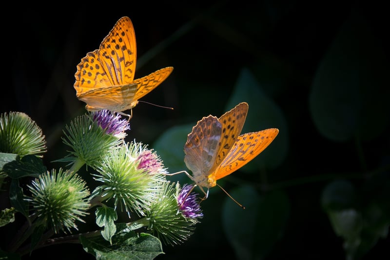Butterfly Effect Awareness